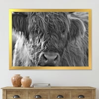 עיצוב אמנות 'סגור את פרות היילנד הסקוטיות המתגוררות על מורלנד' בית חווה ממוסגר הדפס אמנות