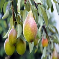 אגס גנן מומחה 3.25 גרם עץ פרי צמחים חיים ירוק 3'