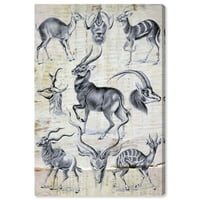 וינווד סטודיו בעלי חיים קיר אמנות בד הדפסי 'הקל-אנטלופינה מחקר' גן חיות וחיות בר-אפור, לבן