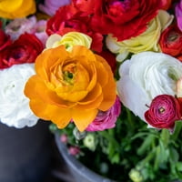 ואן זיברדן רנונקולוס מי נורות פרחים רדומות, שמש מלאה, רב צבעים, שנתי, 2. ליברות